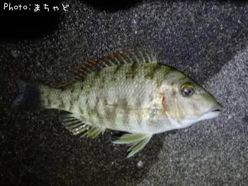 ��롼�ڥ��ƥ��ޥե��ե���