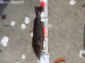 �����ʥ�