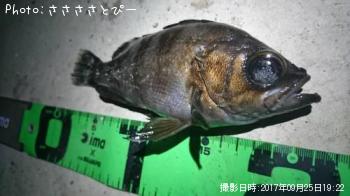 ��Х�������Х���