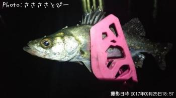 ��Х�������Х���