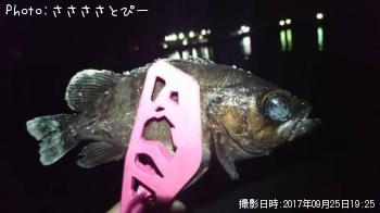 ��Х�������Х���