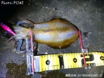 �����ꥤ��