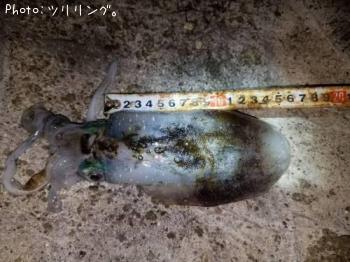 �����ꥤ��