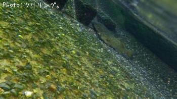 ���⡼��ޥ����Х�