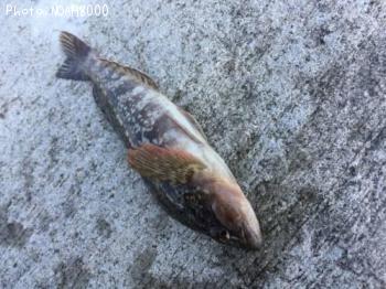 �����ʥ�