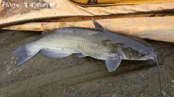 ¥¥ã¥Ã¥È¥Õ¥£¥Ã¥·¥å