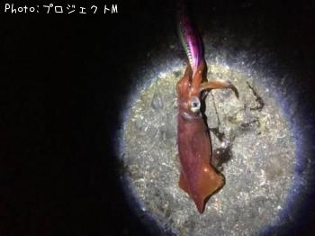 ����ɥ�����