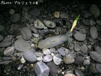 ¥¢¥ª¥ê¥¤¥«