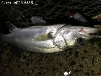 �����Х�