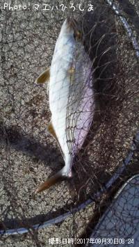 ����ѥ��λ�