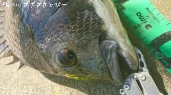 ���������������Х�