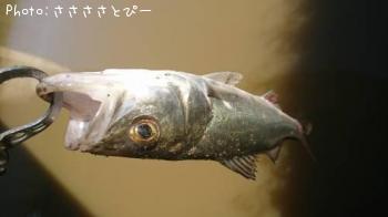 ���������������Х�