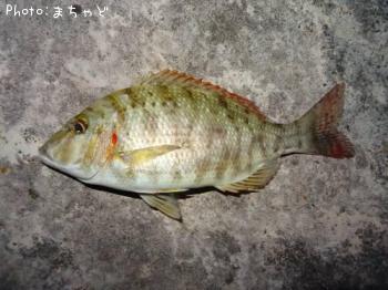 ��롼�ڥ��ƥ��ޥե��ե���