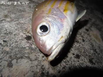 ��ޥȥӡ��ڥ˥������ۥ��ե�������