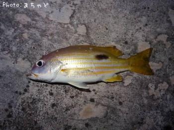 ��ޥȥӡ��ڥ˥������ۥ��ե�������