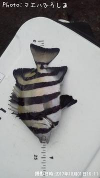 ���������λ�