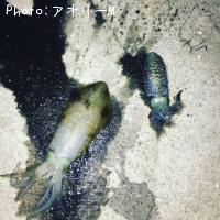 �����ꥤ��