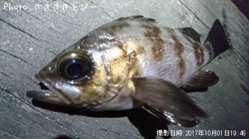 ��Х������