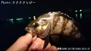 ��Х������