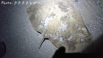 ��Х������