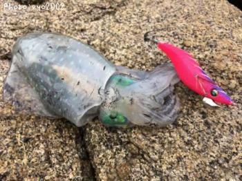 �����ꥤ��