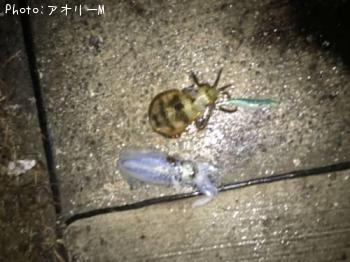 ¥¢¥ª¥ê¥¤¥«