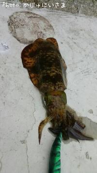 ¥¢¥ª¥ê¥¤¥«