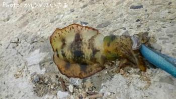 �����ꥤ��