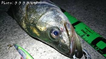 �����Х�