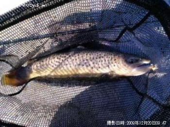 �֥饦��ȥ饦��