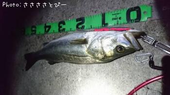 �����Х�