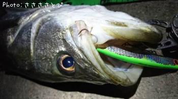 �����Х�