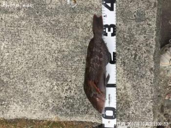 �����ʥ�