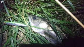 �����Х�