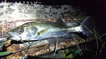 �����������Х�