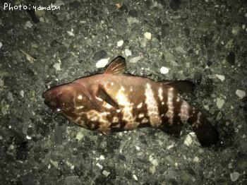 �����ϥ�