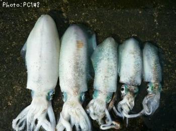 ¥¢¥ª¥ê¥¤¥«