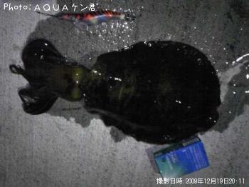 �����ꥤ��