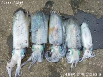 ¥¢¥ª¥ê¥¤¥«