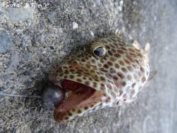 �����ߡ��Х��ڥ�����ϥ���