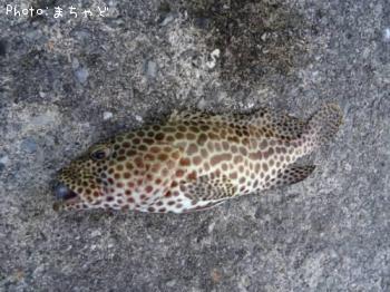 �����ߡ��Х��ڥ�����ϥ���