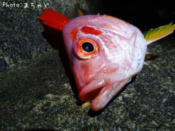 �ޥ��顼��������ڥȥ��ꥨ�ӥ���