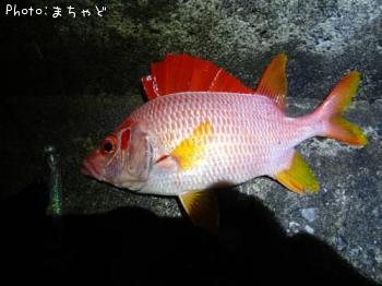 �ޥ��顼��������ڥȥ��ꥨ�ӥ���