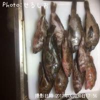 ��Х롢������