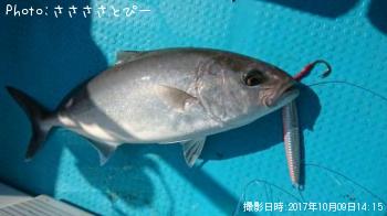 ���祴�����������������ĥ������С��ޥ��������������ե�