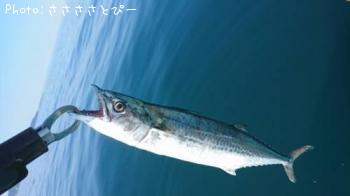 ���祴�����������������ĥ������С��ޥ��������������ե�