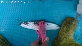 ���祴�����������������ĥ������С��ޥ��������������ե�