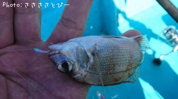 ���祴�����������������ĥ������С��ޥ��������������ե�