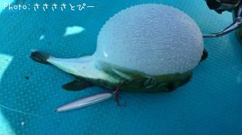 ���祴�����������������ĥ������С��ޥ��������������ե�