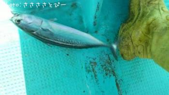 ���祴�����������������ĥ������С��ޥ��������������ե�